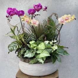 Potted orchid arrangement with pink, yellow, and white blooms