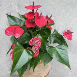 Pink anthuriums in a beige pot with glossy green leaves