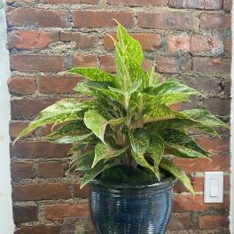 Potted variegated green plant in a dark ceramic pot