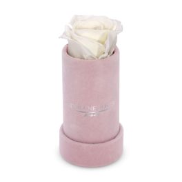 Single white rose in a pink cylindrical box
