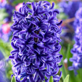 Purple hyacinth flower spike with green leaves
