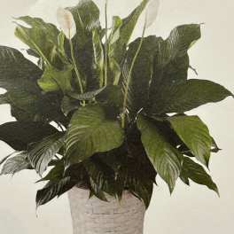 Potted peace lily with white blooms in a woven basket