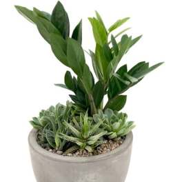 Potted succulent arrangement with tall green foliage in a gray planter