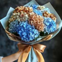 Bouquet of blue and tan hydrangeas wrapped in pale paper with a satin bow