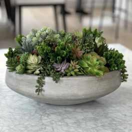 Low bowl arrangement of assorted succulents in a gray planter