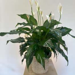 White peace lily plant in a woven basket planter