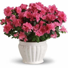 Blooming pink potted plant with ruffled flowers in a white ceramic pot