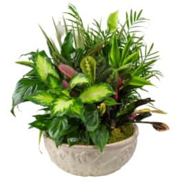 Lush tropical plant arrangement in a decorative ceramic bowl