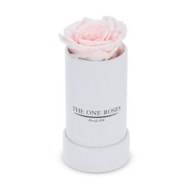 Single pale pink rose in a white cylindrical box