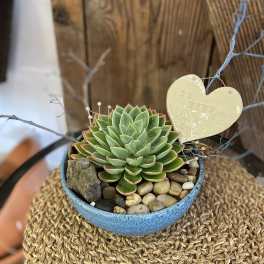 Single green succulent in a blue bowl with pebbles and a hanging ceramic heart accent