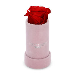 Single red rose in a pink velvet box