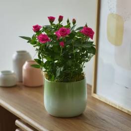 Pink roses in a pale green pot on a wooden table