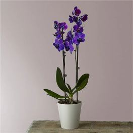 Purple orchid plant in a white pot on a table