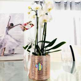 White orchid plant in a rose-gold pot with a ribbon bow