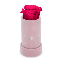 Single red rose in a pink cylindrical box