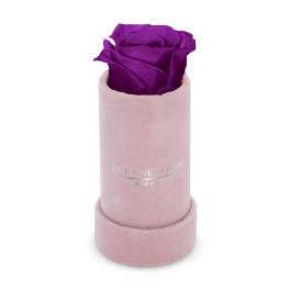 Single purple rose in a pink cylindrical box