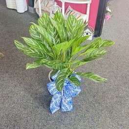 Potted green houseplant with variegated leaves and a large blue patterned bow on the container