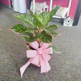 Potted green houseplant in a basket with a large pink polka dot bow