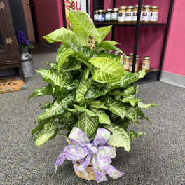 Potted green houseplant in a basket with a lavender ribbon