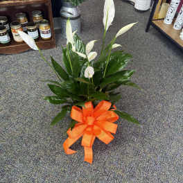 6” Peace Lily -- Green Plant