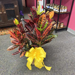 Potted croton plant with a yellow ribbon bow