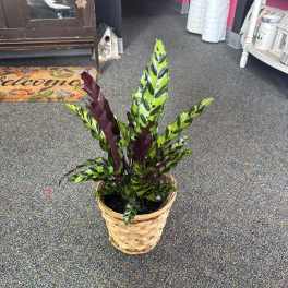 Potted tropical plant with striped green and purple leaves in a woven basket