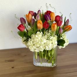 Colorful tulips arranged in a clear glass vase with white hydrangeas