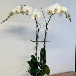 White orchid plant in a white pot on a wooden table
