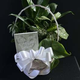 Basket of green houseplants with a white ribbon and a small sign