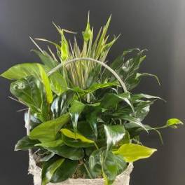 Basket of assorted green houseplants with a handle