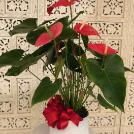 Potted anthurium plant with red blooms in a white pot and red ribbon
