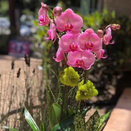 Pink orchids in a brown pot with mixed green foliage