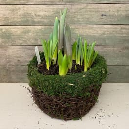 Potted bulb plants in a moss-covered basket