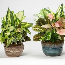 Three potted foliage plants in decorative ceramic containers
