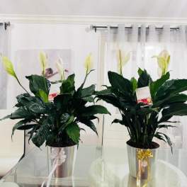 Two potted peace lilies with white blooms in metal containers
