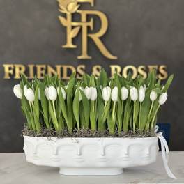 White tulips arranged in a low white ceramic vase