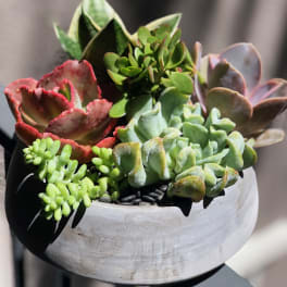 Mixed succulents in a round gray planter