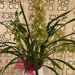 Potted orchid plant with pale green blooms and a pink ribbon