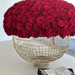 300 Exquisite Roses