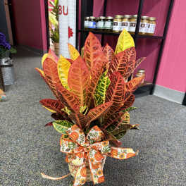 Croton plant in a basket with a pumpkin-pattern ribbon