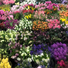 Assorted bunches of colorful tulips arranged in rows