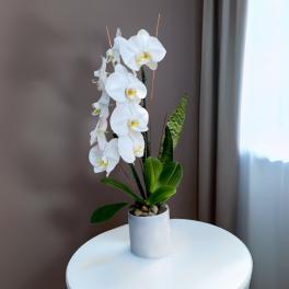 White orchid plant in a white pot on a table