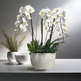 White orchids in a textured white planter beside two small white pots