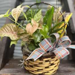 Potted plant in a woven basket with a plaid ribbon