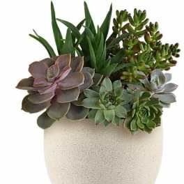 Modern Stone Succulent Garden