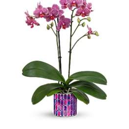 Teleflora's Jewel Shine Orchid