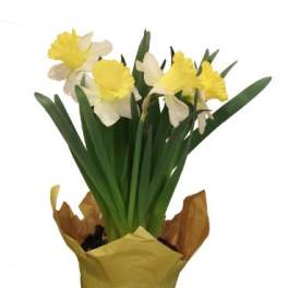 Potted yellow and white daffodils wrapped in yellow paper