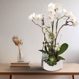 White orchid arrangement in a white container with succulents