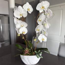 White orchid arrangement in a marble-look bowl with succulents