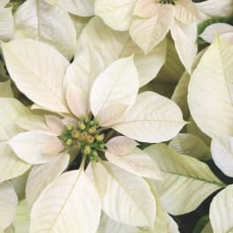 Close-up of white poinsettia bracts with pale green centers